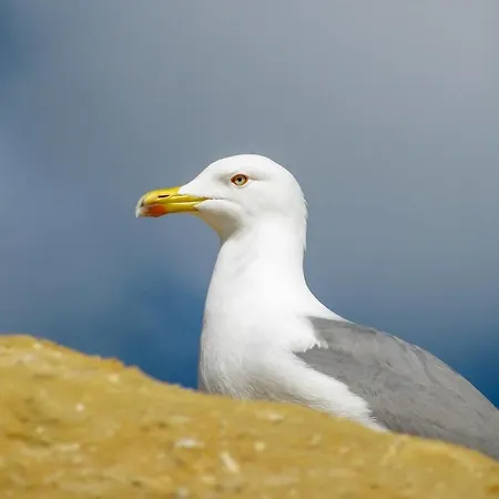 Gaivota *