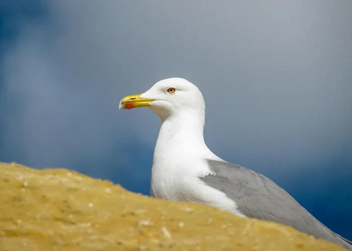 Gaivota *